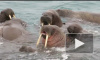 Россияне в Арктике сыграли на гармошке вальс для моржей (видео)