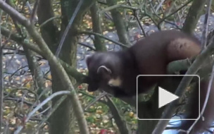 Видео: в Приморском районе на дереве заметили куницу