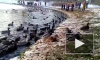 Посетители "Царского села" сняли на видео аномальное нашествие уток на парк