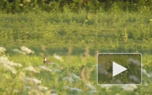 В Сети опубликовали видео охоты лисицы на зайца в Ленобласти