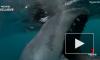 В Австралии акула-людоед атаковала рыбацкую лодку