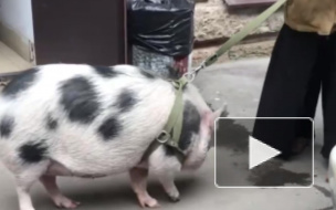 В центре Петербурга заметили огромную пятнистую свинью на поводке