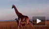 Кения: Жестокая битва льва и жирафа с детенышем попала на видео