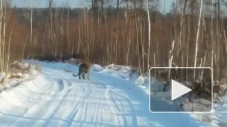 Приморье: видео о свободно разгуливающем амурском тигре вблизи людей взорвало интернет