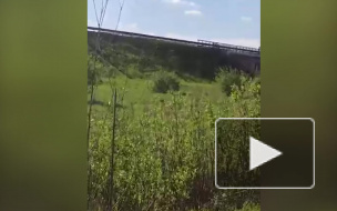 Автолюбителей в Мурино напугал лось