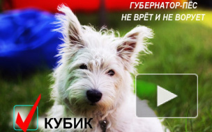 Пес Кубик поборется за кресло губернатора Ленинградской области на ближайших выборах 