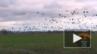 На полях в Ленобласти остановилась огромная стая перелетных гусей 