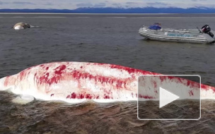 В Хабаровском крае спасли израненных белух, которых выбросило на берег