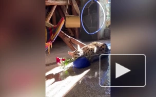 В Ленинградском зоопарке показали, как животные играются с цветами на 1 сентября