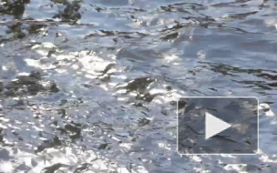 Мост, который свяжет Крестовский остров и Приморский район, построят англичане