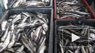 Корюшка пришла в Ладожское озеро с опозданием