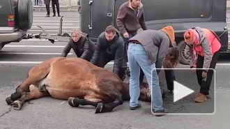 Лошадь упала на Дворцовой площади и не могла подняться