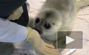 Маленькая нерпа Ксюша стала первым в году пациентом петербургского Центра морских млекопитающих
