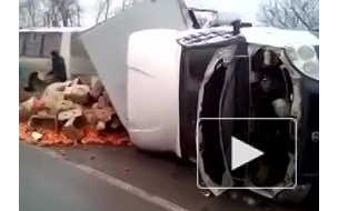 Помидорки сбежали: появилось видео с перевернувшимся грузовиком с томатами в Уфе
