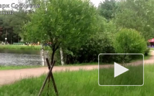 Убийца девушки в Сосновке придавил ее тело бревном