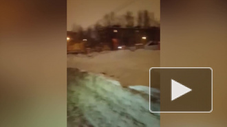 Свора бездомных собак нападает на людей на Ручьёвской дороге