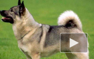 Петербургский собаковод заплатит за жизнь пса 51 тыс рублей?