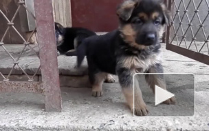 Бездушного вора щенков поймали полицейские Кузбасса