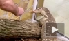 В Ленинградском зоопарке показали варана, уплетающего креветки 