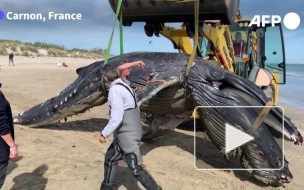 На юге Франции нашли не водящегося в Средиземном море горбатого кита