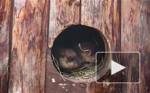 В Ленинградском зоопарке родился уникальный хамелеон-гигант и сурки