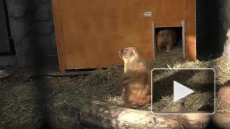 В Ленинградском зоопарке после зимней спячки проснулись сурки