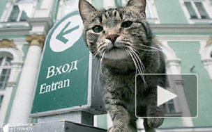 Эрмитаж снова раздает служебных котов