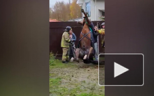 В Выборгском районе спасли лошадь, которая провалилась под землю 