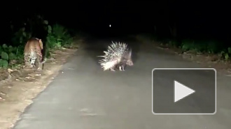 Молодой леопард напал на умного дикобраза и остался ни с чем