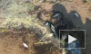 На берег Финского залива выбросило дохлую рыбу: видео