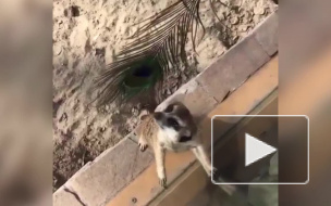 Забавное видео из Новосибирска: игривый сурикат стал звездой соцсети 