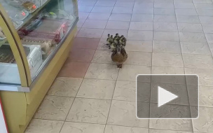 Видео: мама-утка вместе с утятами зашла в магазин Петербурга