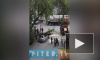 Видео: на Варшавской улице упавшее дерево раздавило "Тойоту"