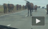По Ропшинскому шоссе разгуливает табун бесхозный лошадей
