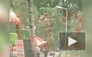 Опубликовано видео момента падения дерева в Москве, которое убило 3-летнего ребенка