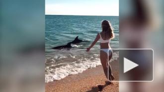 Россиянка сняла на видео "шоу" дельфинов в Черном море в Крыму