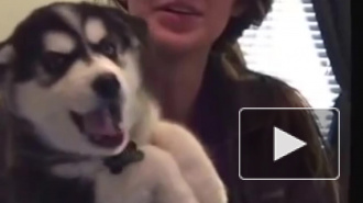 Видео с говорящим щенком хаски набрало больше миллиона просмотров