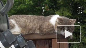 Видео нападения кошки на человека стало хитом интернета