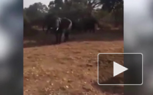 Смертельноопасное сафари: Разъяренный слон набросился на машину с людьми