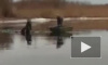 Волонтеры вызволили лося из реки Кобона в Кировском районе 