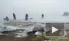 В Финском заливе спасли более 100 рыбаков