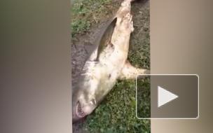 В России рыбаки поймали в реке 100-килограммовую акулу