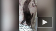 Видео: в Находке выхаживают тюлененка в угольной пыли