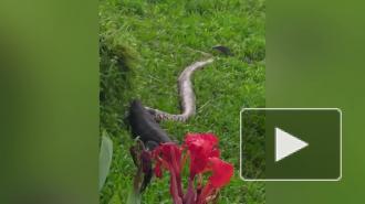 В Сингапуре два варана съели питона на глазах у мужчины