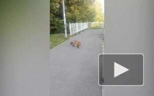 Петербуржцы засняли на видео наглую лису в Лахте