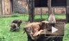 В Ленинградском зоопарке петербуржцам показали семью японских макак
