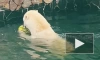 В Ленинградском зоопарке показали, как медведица Хаарчаана лакомится арбузом