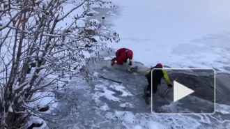 Видео: В Колорадо спасли оленя, который провалился под лед