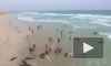 Печальное видео из Африки: В Кабо-Верде выбросились на берег и погибли 136 дельфинов