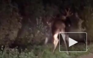  В Подмосковье два лося сошлись в отчаянном поединке и попали на видео